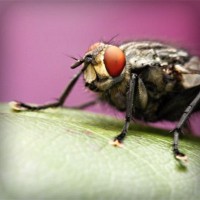 /album/leadingmlmaffiliatereviewsite/photolia-a08-jpg/